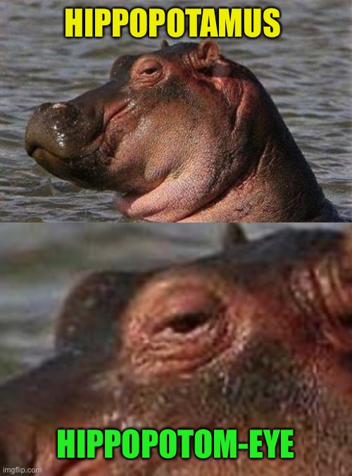 Hippopotamuses | HIPPOPOTAMUS; HIPPOPOTOM-EYE | image tagged in memes,hippo,plural | made w/ Imgflip meme maker