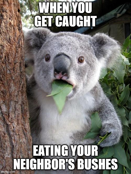So relatable | WHEN YOU GET CAUGHT; EATING YOUR NEIGHBOR'S BUSHES | image tagged in memes,surprised koala,surprise,neighbors | made w/ Imgflip meme maker
