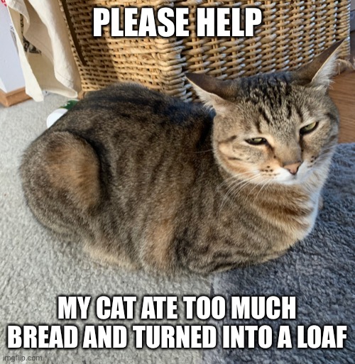 PLEASE HELP; MY CAT ATE TOO MUCH BREAD AND TURNED INTO A LOAF | image tagged in cat loaf,amber,chonk | made w/ Imgflip meme maker