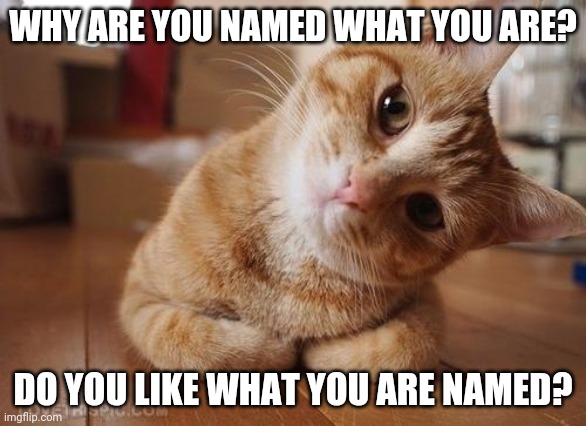 Don't have to tell people what it is, but I'd like a story. | WHY ARE YOU NAMED WHAT YOU ARE? DO YOU LIKE WHAT YOU ARE NAMED? | image tagged in curious question cat | made w/ Imgflip meme maker