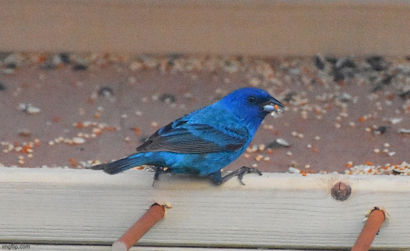 an indigo bunting | image tagged in bird,kewlew | made w/ Imgflip meme maker