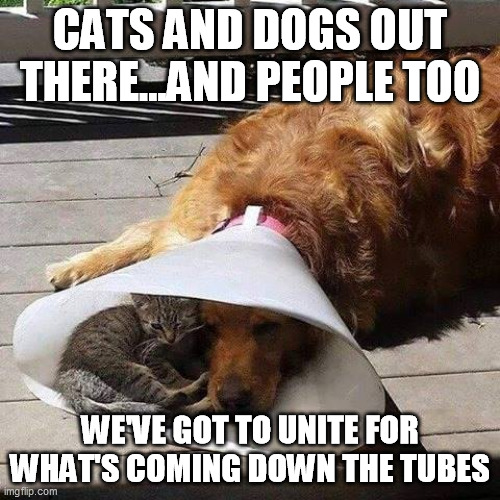 All Living Beings | CATS AND DOGS OUT THERE...AND PEOPLE TOO; WE'VE GOT TO UNITE FOR WHAT'S COMING DOWN THE TUBES | image tagged in unite,love for one another,cats,dogs | made w/ Imgflip meme maker