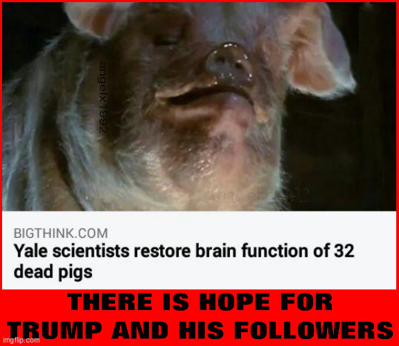 image tagged in yale,pigs,clown car republicans,donald trump,trump pig,brain dead | made w/ Imgflip meme maker