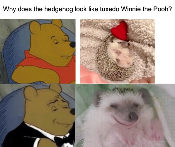 Srsly why? | Why does the hedgehog look like tuxedo Winnie the Pooh? | image tagged in memes,tuxedo winnie the pooh,funny,hedgehogs,crossover,oh wow are you actually reading these tags | made w/ Imgflip meme maker