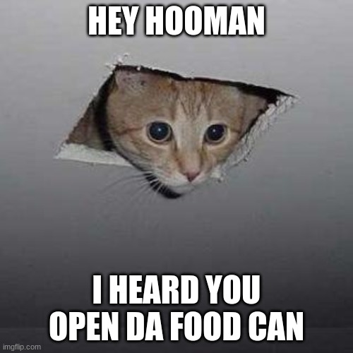 i'ze needs mah foodz | HEY HOOMAN; I HEARD YOU OPEN DA FOOD CAN | image tagged in memes,ceiling cat | made w/ Imgflip meme maker