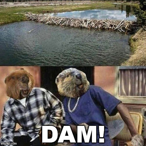 Funny Friday spoof | DAM! | image tagged in repost | made w/ Imgflip meme maker