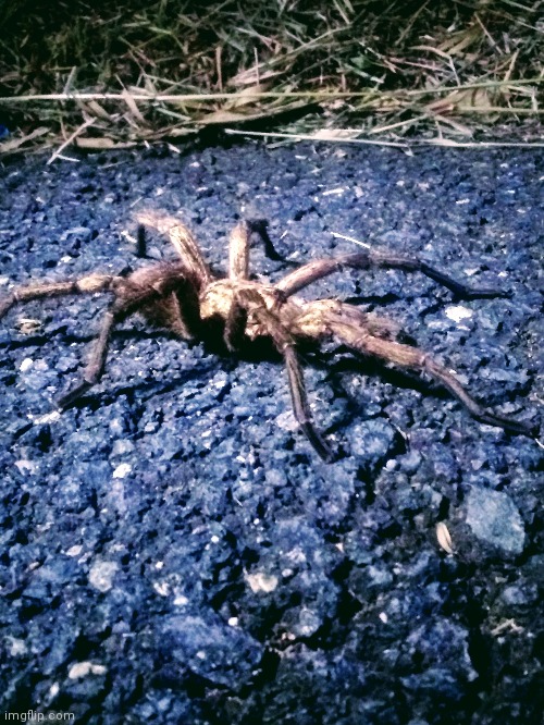 What would you do if you saw this sitting at your front door? | made w/ Imgflip meme maker