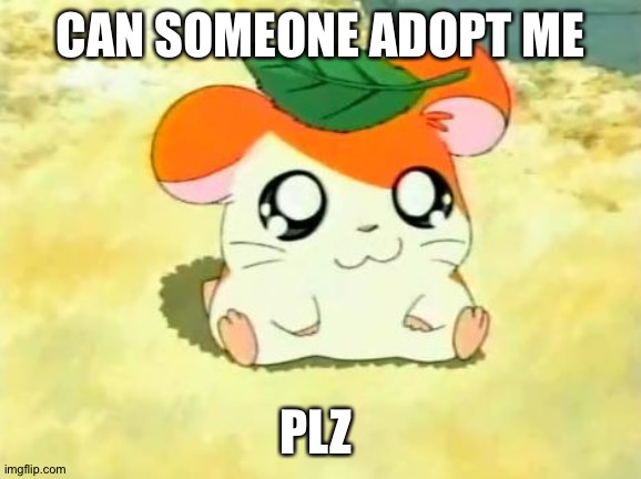 Idk how this works but adopt me if you want to | CAN SOMEONE ADOPT ME; PLZ | image tagged in memes,hamtaro | made w/ Imgflip meme maker