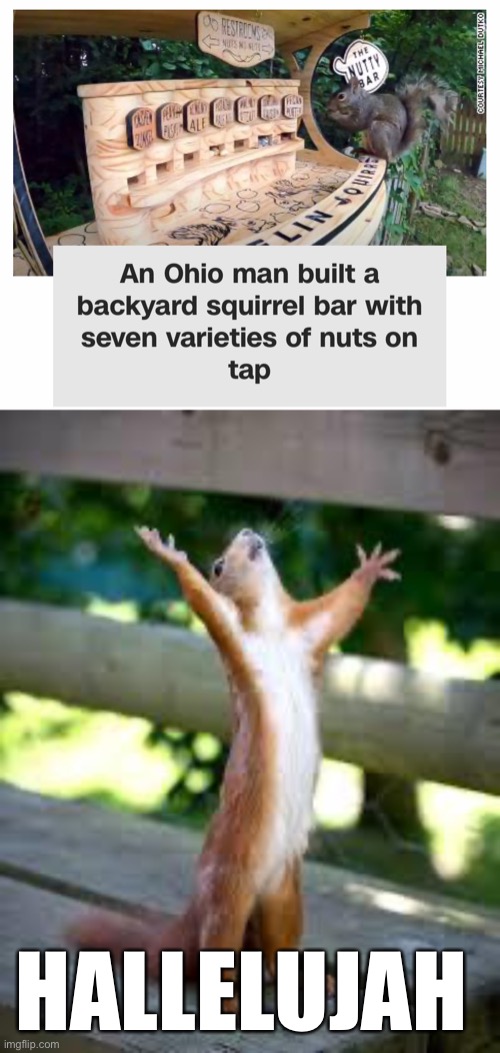 This is nuts! | HALLELUJAH | image tagged in praise squirrel,memes | made w/ Imgflip meme maker