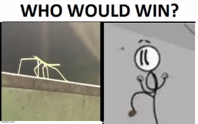 who would win? | image tagged in distracted,stickbug,who would win,memes | made w/ Imgflip meme maker