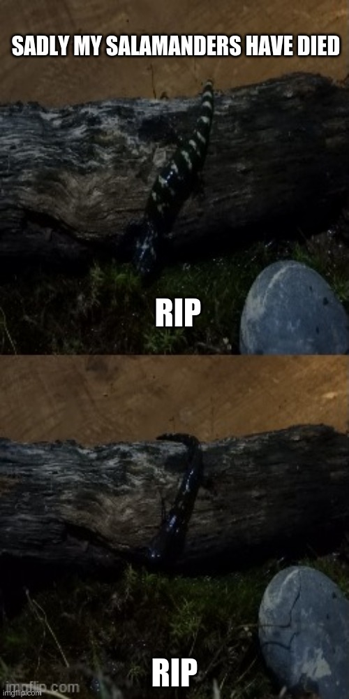 to all salamander lovers | SADLY MY SALAMANDERS HAVE DIED; RIP; RIP | made w/ Imgflip meme maker