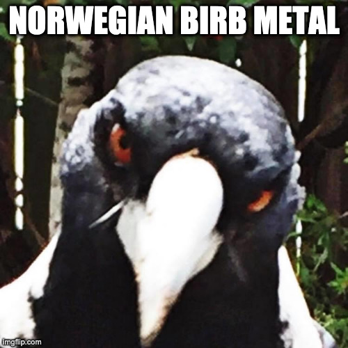 True | NORWEGIAN BIRB METAL | image tagged in black metal | made w/ Imgflip meme maker