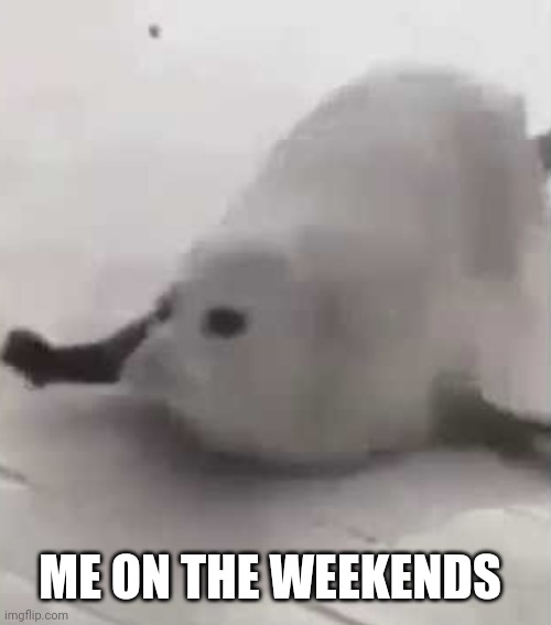 ME ON THE WEEKENDS | image tagged in bouncing seals | made w/ Imgflip meme maker
