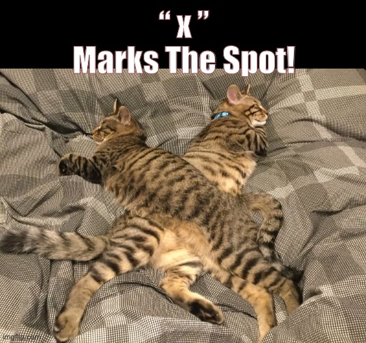 Let’s Go Back to Bed | “ x ”
Marks The Spot! | image tagged in funny cat memes,x marks the spot | made w/ Imgflip meme maker