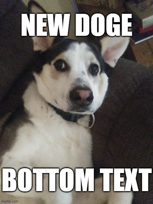 Someone please make this the new doge so I can die happy. | NEW DOGE; BOTTOM TEXT | image tagged in doge,memes | made w/ Imgflip meme maker