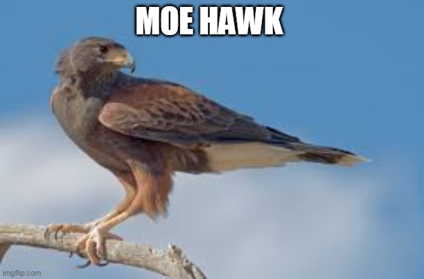 Moe Hawk returns | MOE HAWK | image tagged in hawk | made w/ Imgflip meme maker