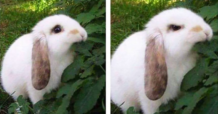 High Quality Angry Bunny Eating Leaf Blank Meme Template