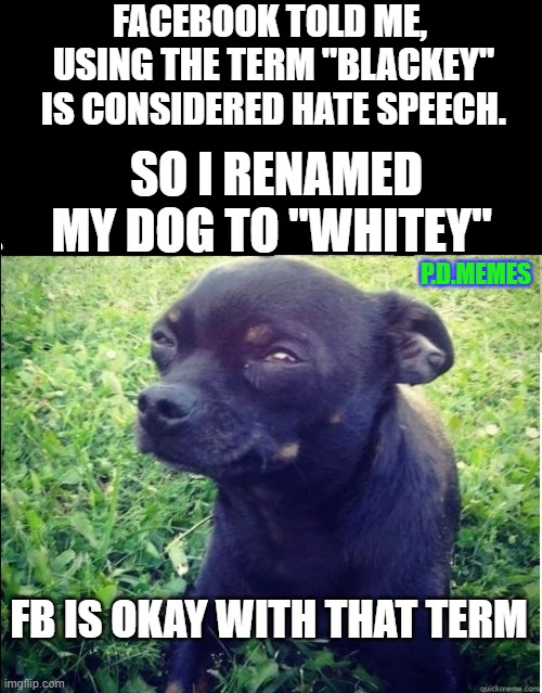 FACEBOOK TOLD ME,
 USING THE TERM "BLACKEY"
 IS CONSIDERED HATE SPEECH. SO I RENAMED MY DOG TO "WHITEY"; P.D.MEMES; FB IS OKAY WITH THAT TERM | image tagged in facebook,funny memes,memes,racist,dogs | made w/ Imgflip meme maker