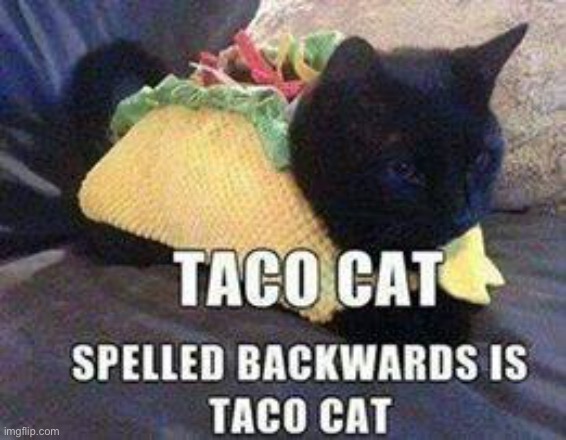 Taco Cat - taC ocaT | image tagged in taco cat - tac ocat | made w/ Imgflip meme maker