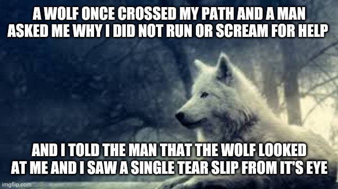Wolf | A WOLF ONCE CROSSED MY PATH AND A MAN ASKED ME WHY I DID NOT RUN OR SCREAM FOR HELP; AND I TOLD THE MAN THAT THE WOLF LOOKED AT ME AND I SAW A SINGLE TEAR SLIP FROM IT'S EYE | image tagged in wolf | made w/ Imgflip meme maker
