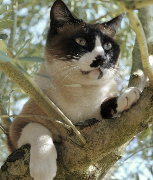 Cat in tree Blank Meme Template