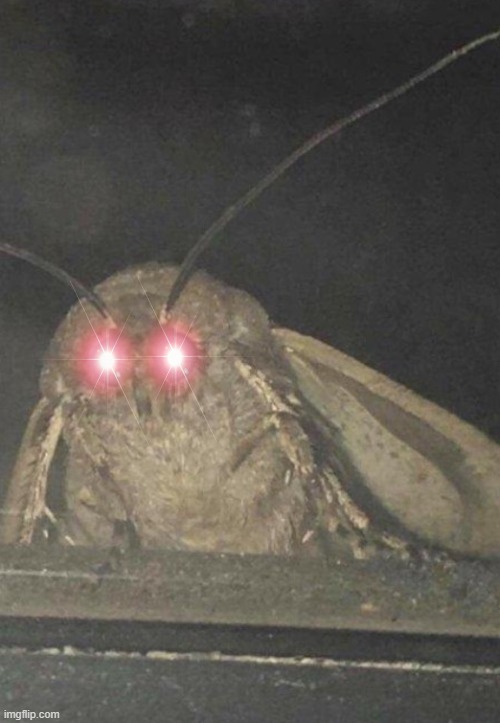 Moth | image tagged in moth | made w/ Imgflip meme maker