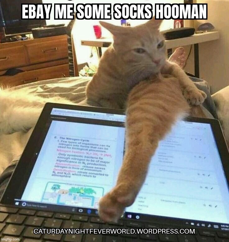 Cat wants new socks from the interwebs | image tagged in cats,funny cats,lolcats,cat | made w/ Imgflip meme maker