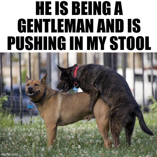 Dogs humping | HE IS BEING A GENTLEMAN AND IS PUSHING IN MY STOOL | image tagged in dogs humping | made w/ Imgflip meme maker