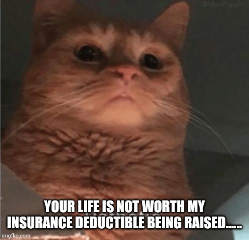 Pathetic Cat | YOUR LIFE IS NOT WORTH MY INSURANCE DEDUCTIBLE BEING RAISED...... | image tagged in pathetic cat | made w/ Imgflip meme maker