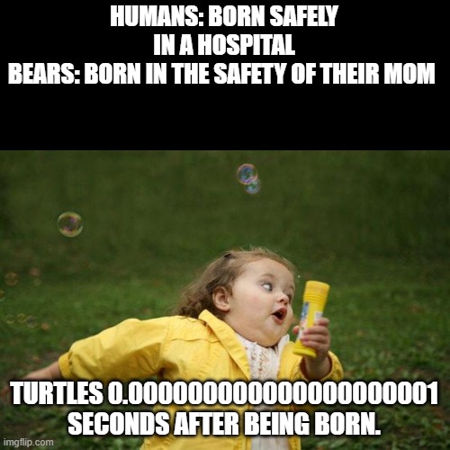It's sad. | HUMANS: BORN SAFELY IN A HOSPITAL
BEARS: BORN IN THE SAFETY OF THEIR MOM; TURTLES 0.000000000000000000001 SECONDS AFTER BEING BORN. | image tagged in girl running | made w/ Imgflip meme maker