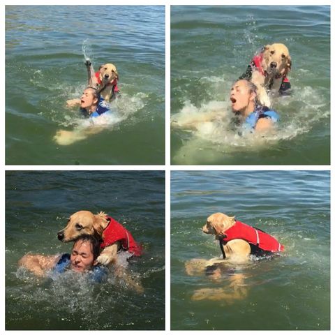 Dog Drowning Human Blank Meme Template