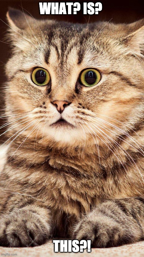 shocked cat | WHAT? IS? THIS?! | image tagged in shocked cat | made w/ Imgflip meme maker