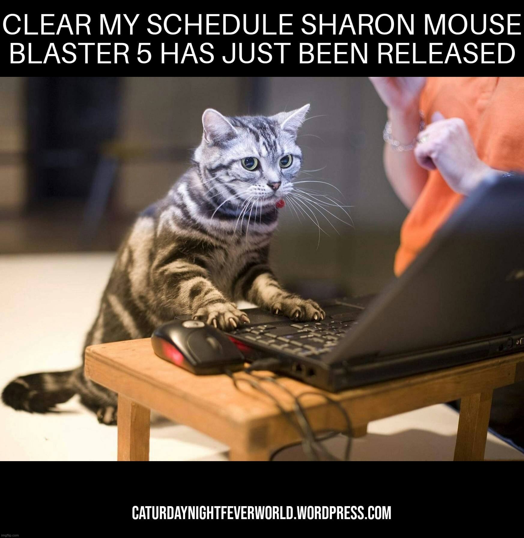 Business Cat Meme Generator - Imgflip