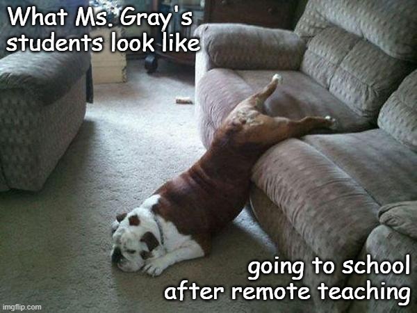Lazy Dog | What Ms. Gray's students look like; going to school after remote teaching | image tagged in lazy dog | made w/ Imgflip meme maker