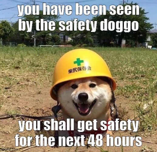 Safety doggo | you have been seen by the safety doggo; you shall get safety for the next 48 hours | image tagged in safety doggo,memes | made w/ Imgflip meme maker