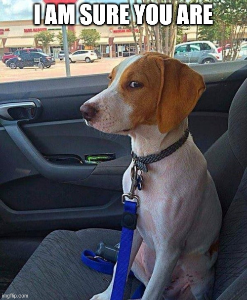 car dog | I AM SURE YOU ARE | image tagged in car dog | made w/ Imgflip meme maker