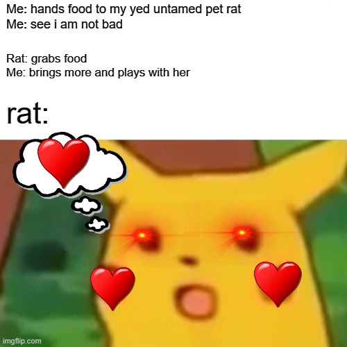 Pet rats when thay release there owners are not evil | Me: hands food to my yed untamed pet rat
Me: see i am not bad; Rat: grabs food
Me: brings more and plays with her; rat: | image tagged in memes,surprised pikachu | made w/ Imgflip meme maker