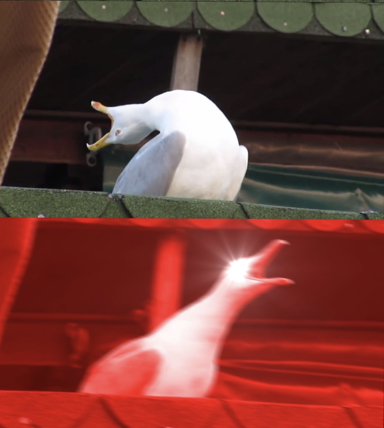 High Quality Seagull Blank Meme Template