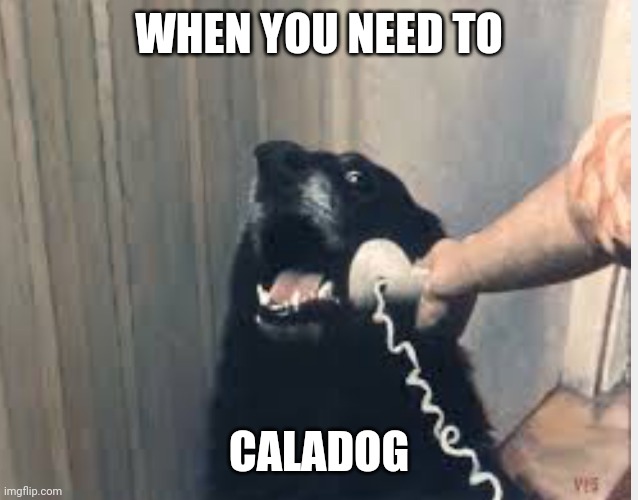 Hello yes this is dog | WHEN YOU NEED TO; CALADOG | image tagged in hello yes this is dog | made w/ Imgflip meme maker