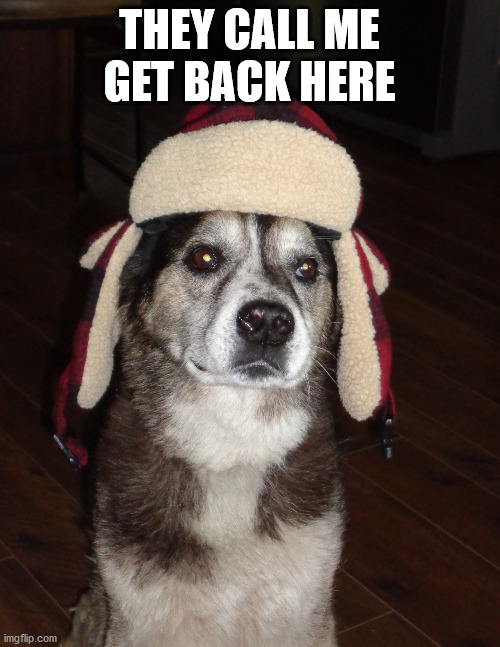 hunting dog | THEY CALL ME GET BACK HERE | image tagged in hunting dog | made w/ Imgflip meme maker