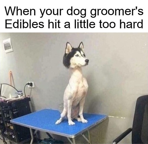 Dog Groomer's Edibles Hit Too Hard Blank Meme Template