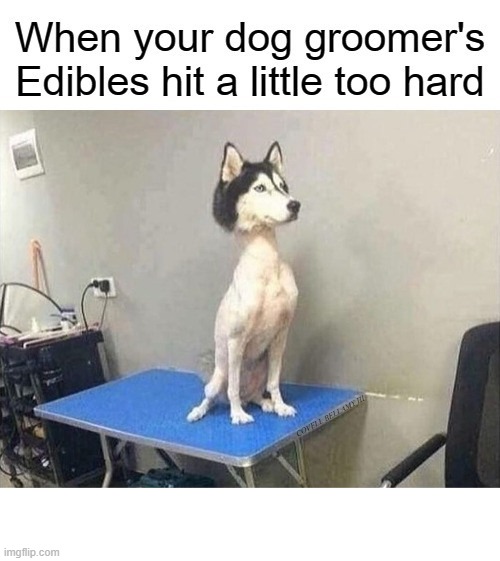 Dog Groomer's Edibles Hit Too Hard | image tagged in dog groomer's edibles hit too hard | made w/ Imgflip meme maker