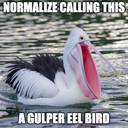 Normalize Calling This A Gulper Eel Bird | NORMALIZE CALLING THIS; A GULPER EEL BIRD | image tagged in fish,pelican,bird | made w/ Imgflip meme maker