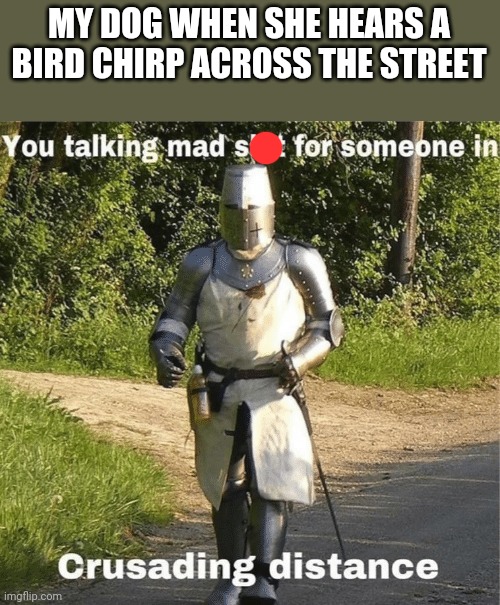 You talking mad shit for someone in crusading distance | MY DOG WHEN SHE HEARS A BIRD CHIRP ACROSS THE STREET | image tagged in you talking mad shit for someone in crusading distance | made w/ Imgflip meme maker