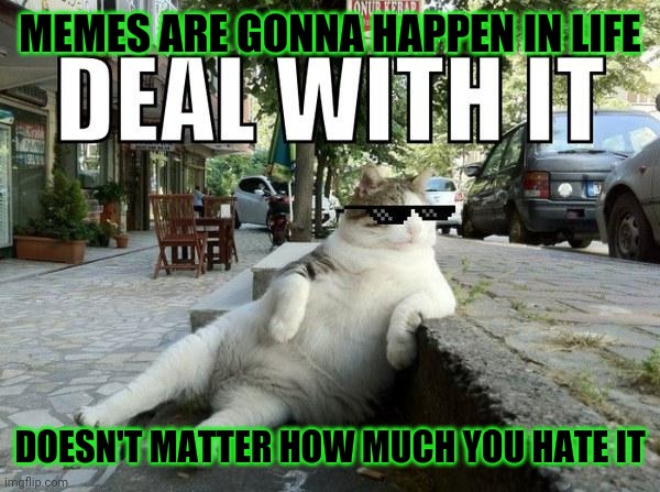 Memes are gonna happen all the time in life so u might as well learn it now and get over it |  MEMES ARE GONNA HAPPEN IN LIFE; DOESN'T MATTER HOW MUCH YOU HATE IT | image tagged in deal with it cat,memes,deal with it | made w/ Imgflip meme maker