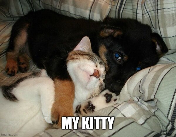 DOGS BEST FRIEND | MY KITTY | image tagged in cats,funny cats,dog | made w/ Imgflip meme maker