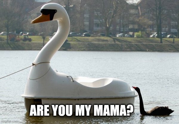 SWAN BOAT IS THE MAMA | ARE YOU MY MAMA? | image tagged in swan,goose,ducks | made w/ Imgflip meme maker