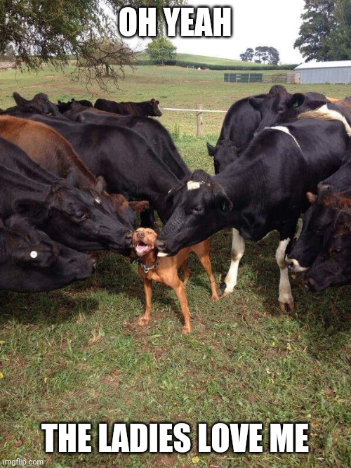 A LADIES DOG | OH YEAH; THE LADIES LOVE ME | image tagged in dog,cow | made w/ Imgflip meme maker