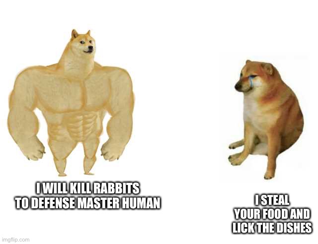 Buff Doge vs. Cheems Meme | I STEAL YOUR FOOD AND LICK THE DISHES; I WILL KILL RABBITS TO DEFENSE MASTER HUMAN | image tagged in strong doge weak doge | made w/ Imgflip meme maker