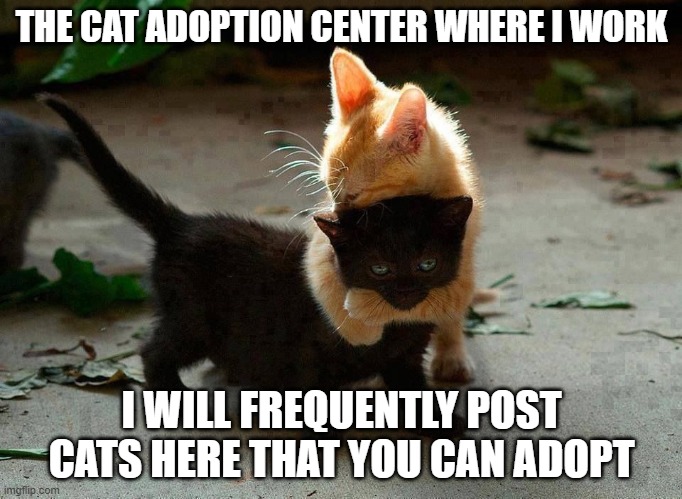 kitten hug | THE CAT ADOPTION CENTER WHERE I WORK; I WILL FREQUENTLY POST CATS HERE THAT YOU CAN ADOPT | image tagged in kitten hug | made w/ Imgflip meme maker